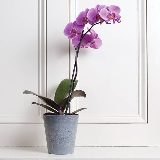 Purple flower growing in a gray cache pot