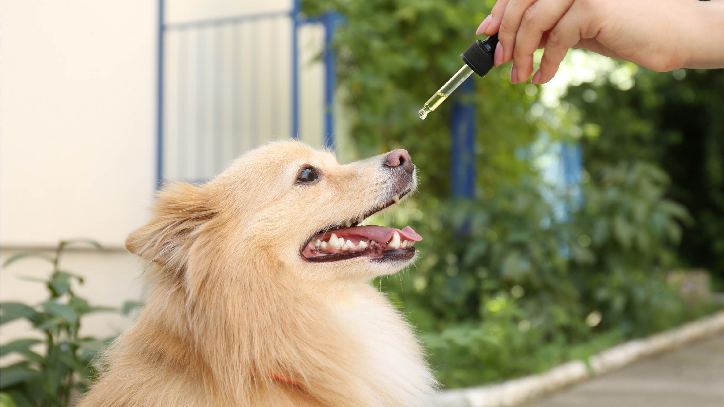 CBD oil for dogs