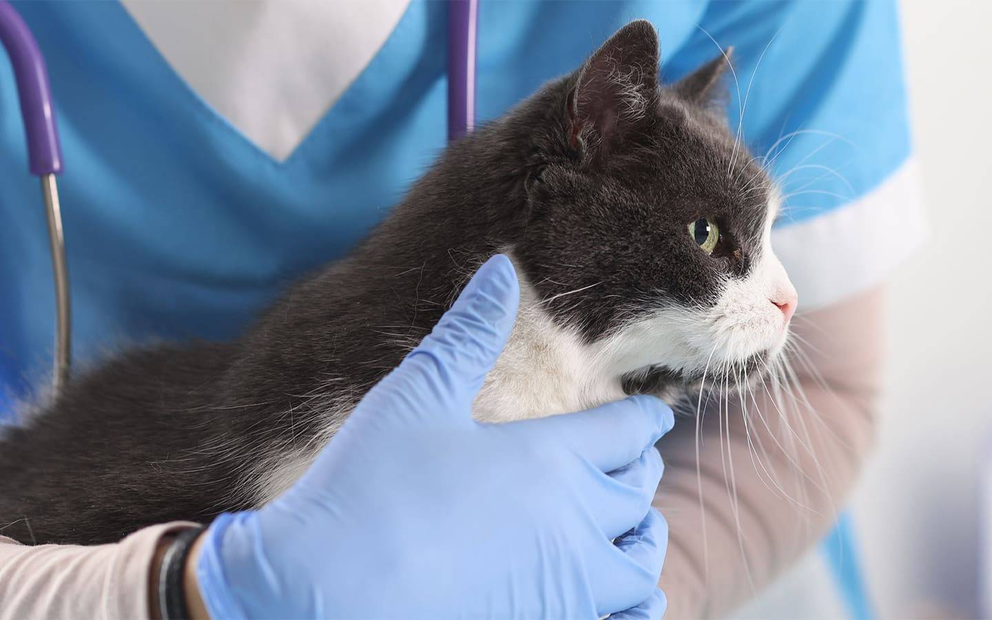 Katzenerziehung - Angst vor dem Tierarzt nehmen