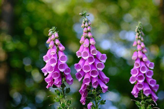 Foxglove