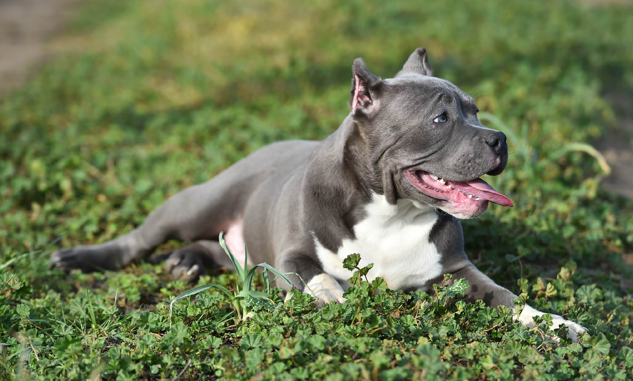 What Should I Feed My American Bully Puppy