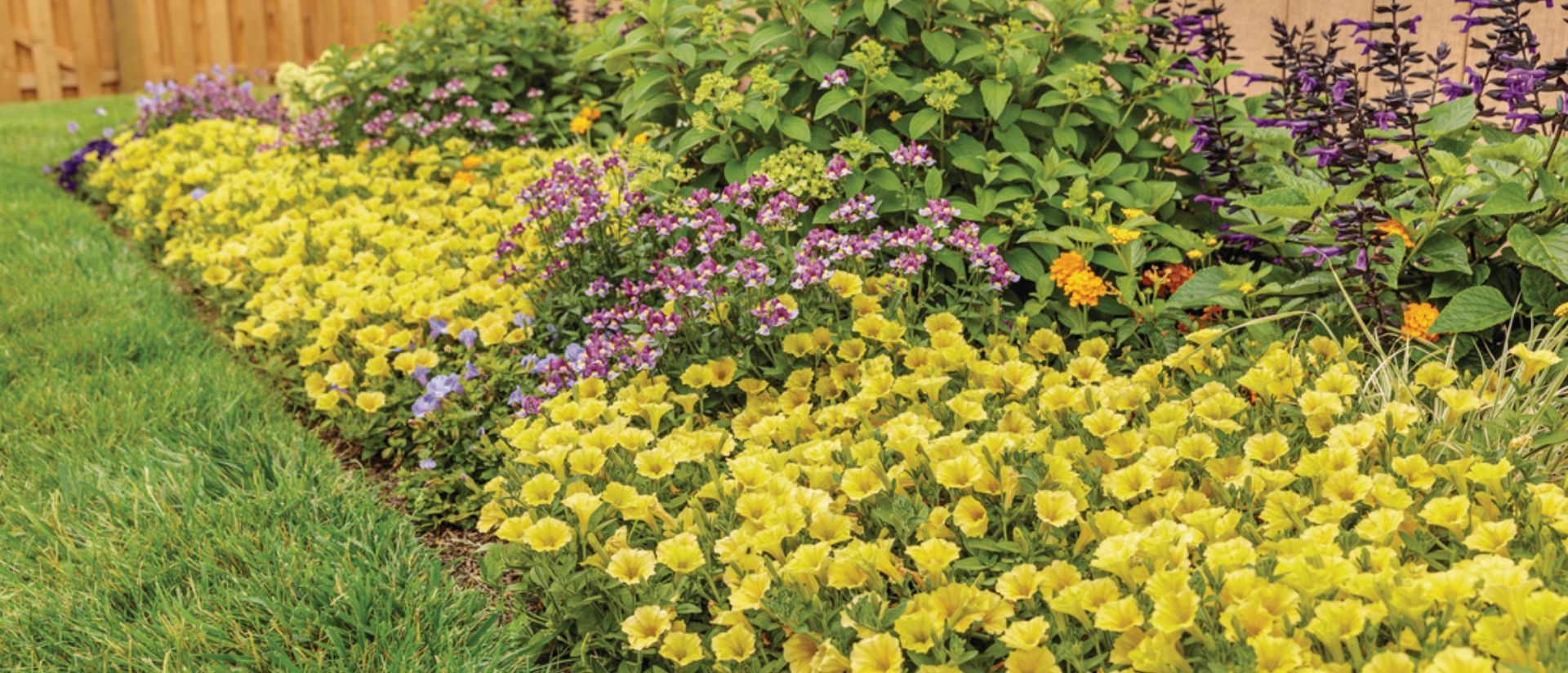  Supertunia Mini Vista® Yellow planted in a garden