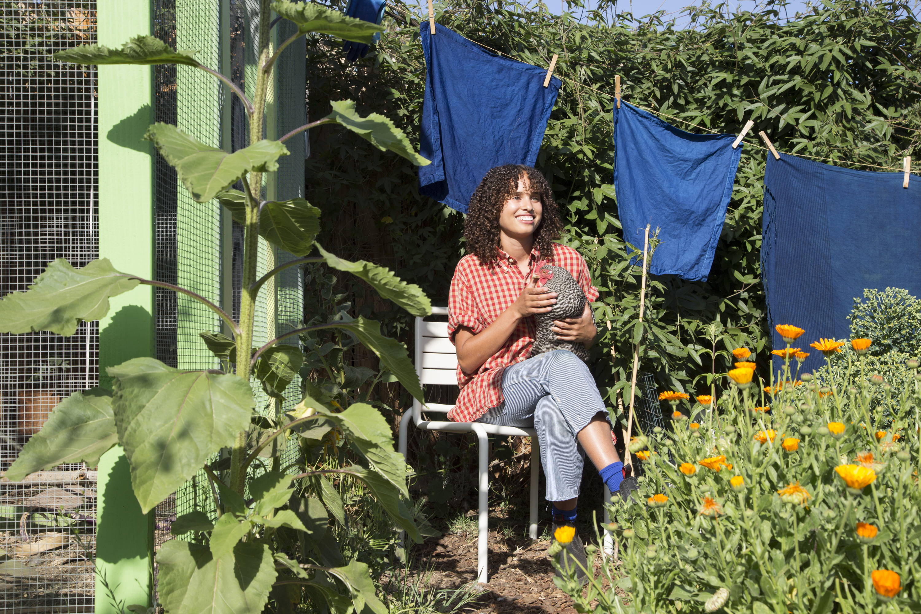 Holding chicken while freshly dyed indigo cloth hangs to dry