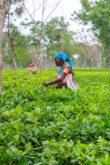 Women harvesting tea leaves in a lush green plantation.