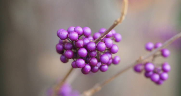 Pruning Bodinier's Beautyberry