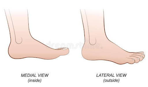 medial and lateral view of foot
