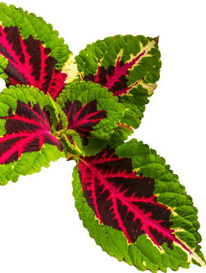 Coleus