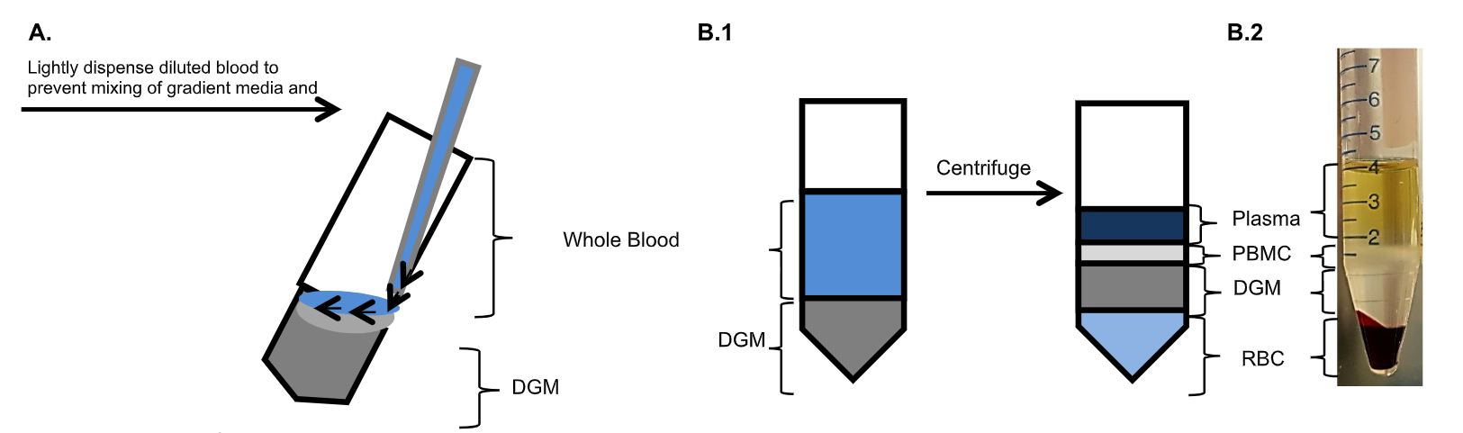 human peripheral blood mononuclear cell isolation and viability kit bn00770