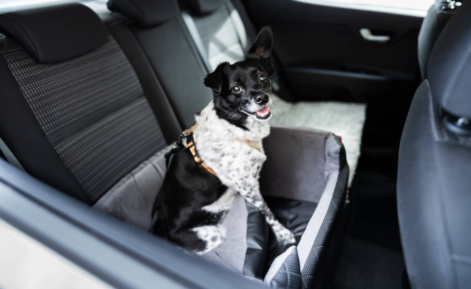 Dog in car. Tips to plan your next road trip with dog. 