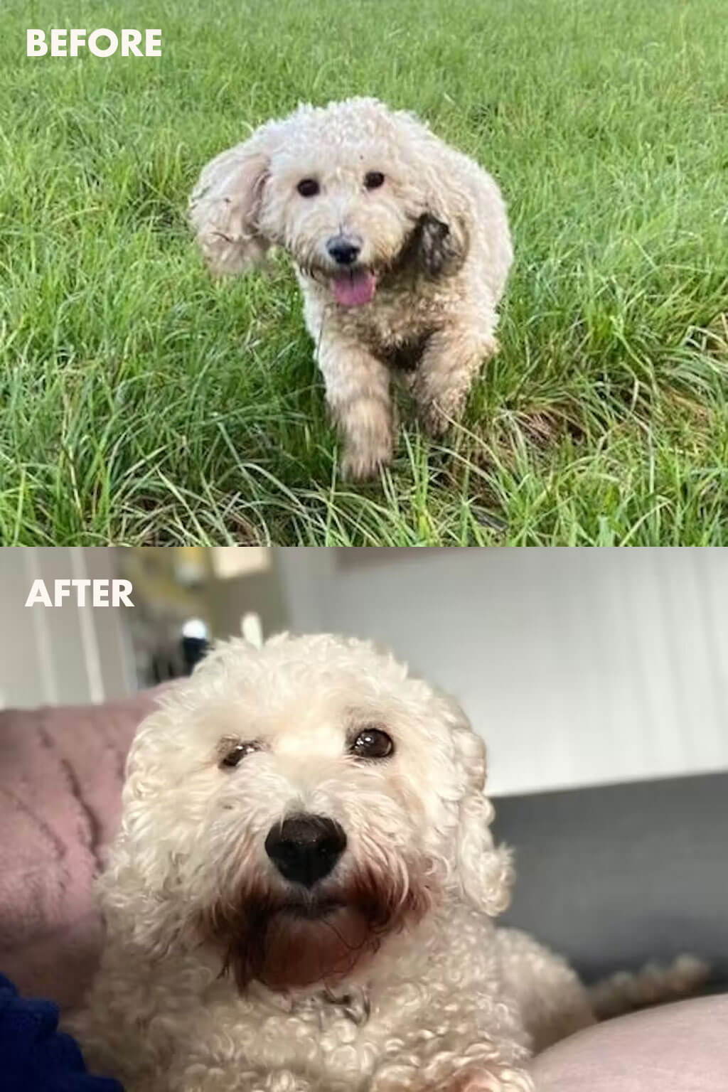 Before and after photos of a fluffy dog using Be A Diamond Shampoo