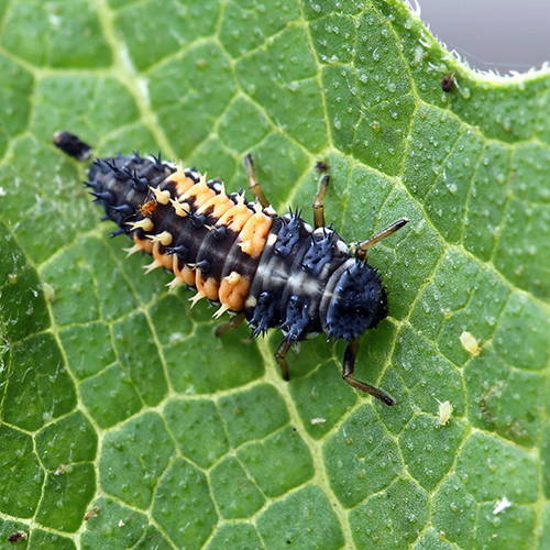 lady beetle on green leaf