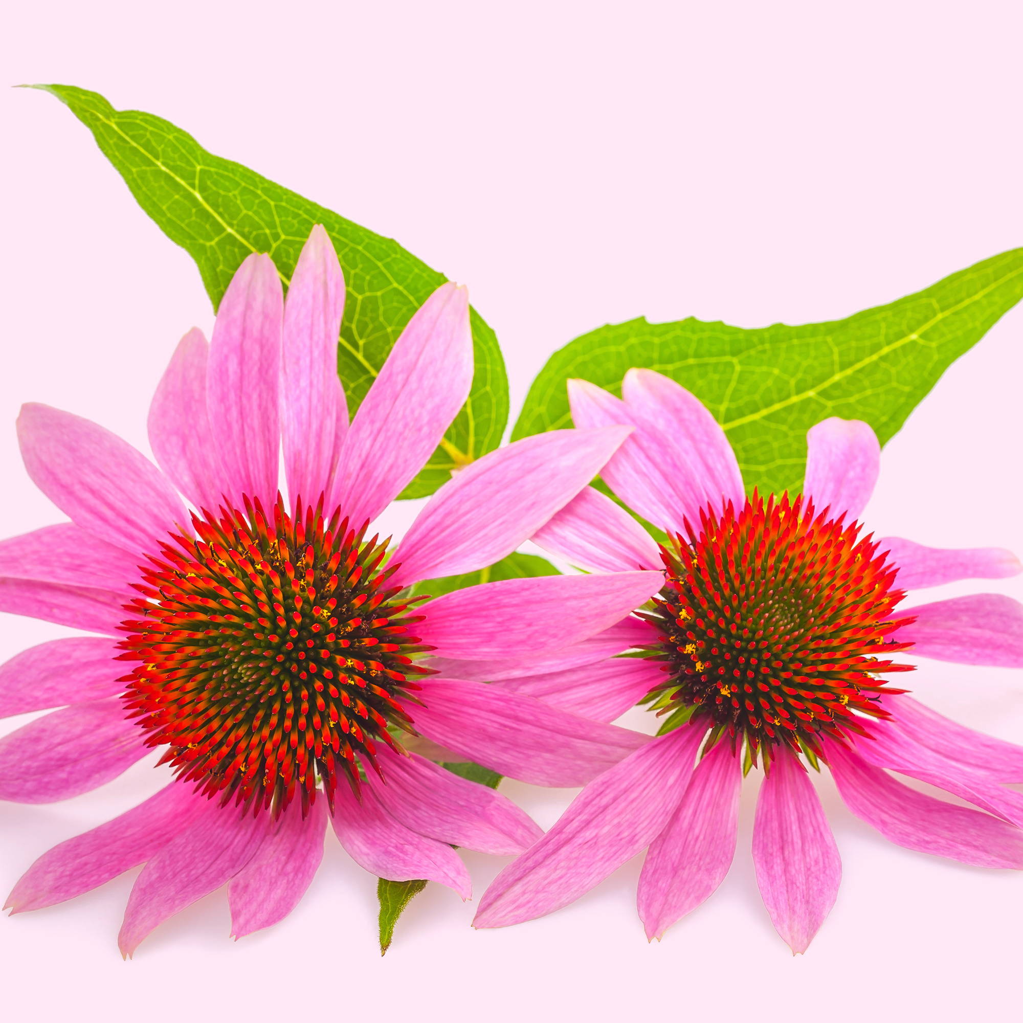 Echinacea