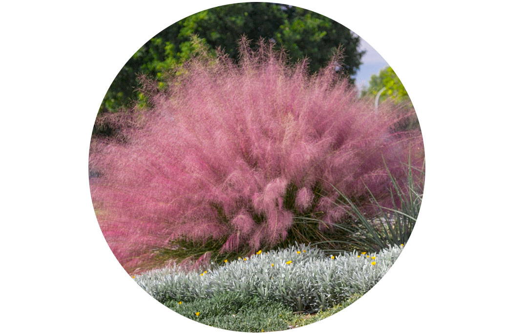 when does pink muhly grass bloom