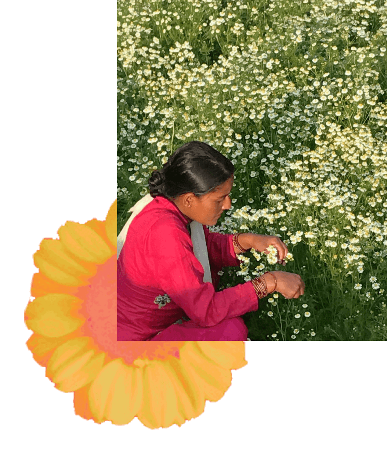 woman picking fresh chamomile loose leaf tea flowers