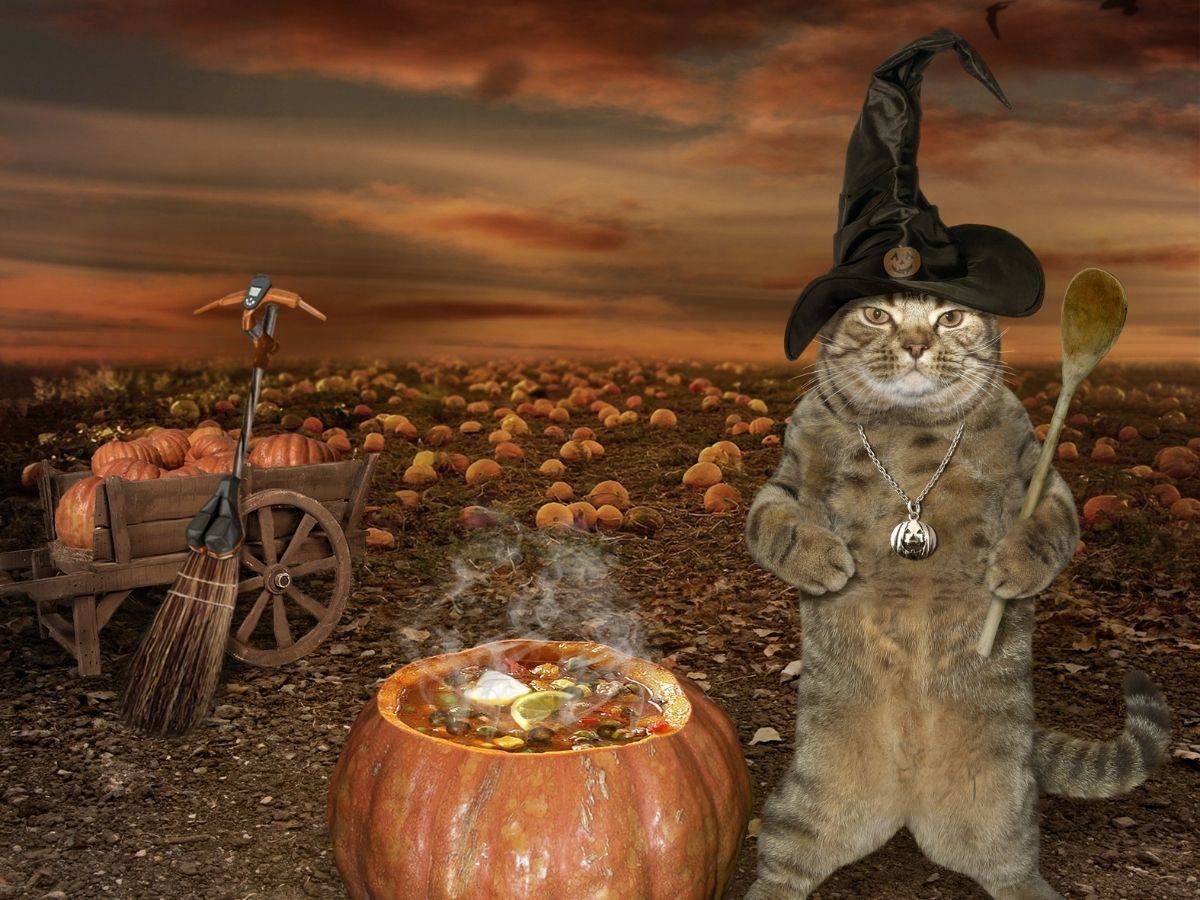 halloween games for pets - treat for trick