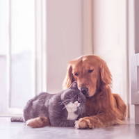 Go to our happy cat website