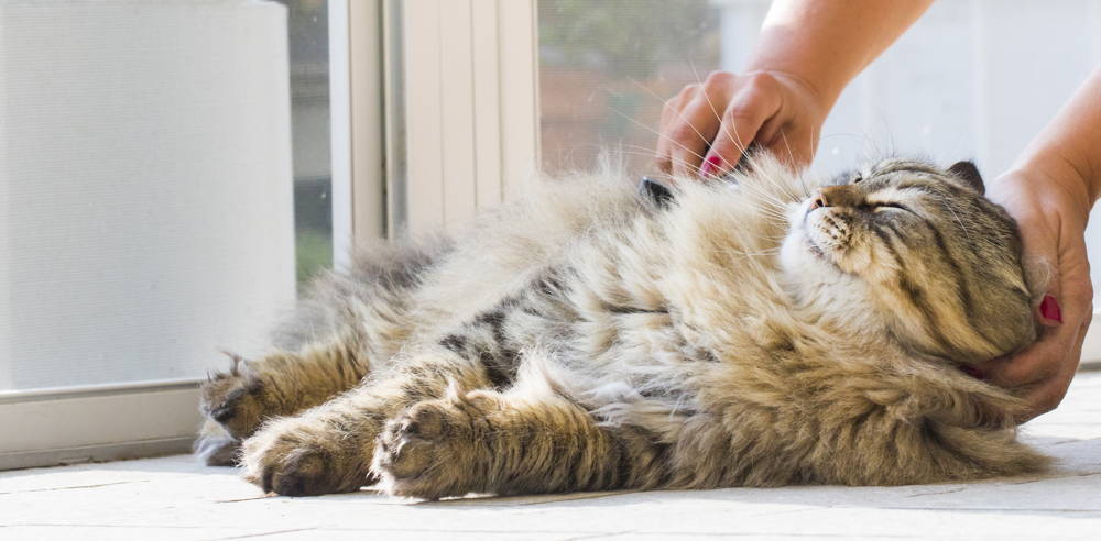 A cat lying on its side while being brushed