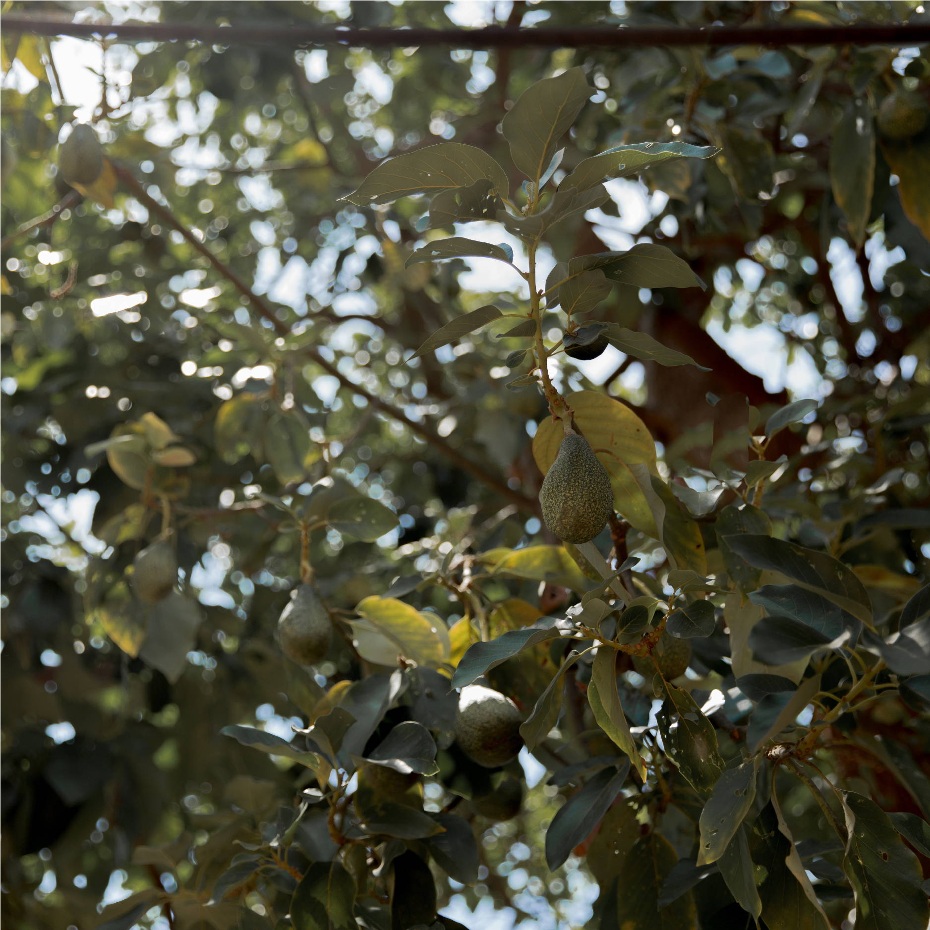 the green leaves and ripe fruit of an avocado tree hang in front of the blue sky. 