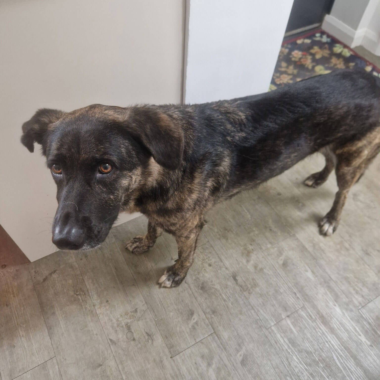 A brown and black dog standing on a tiled floor.