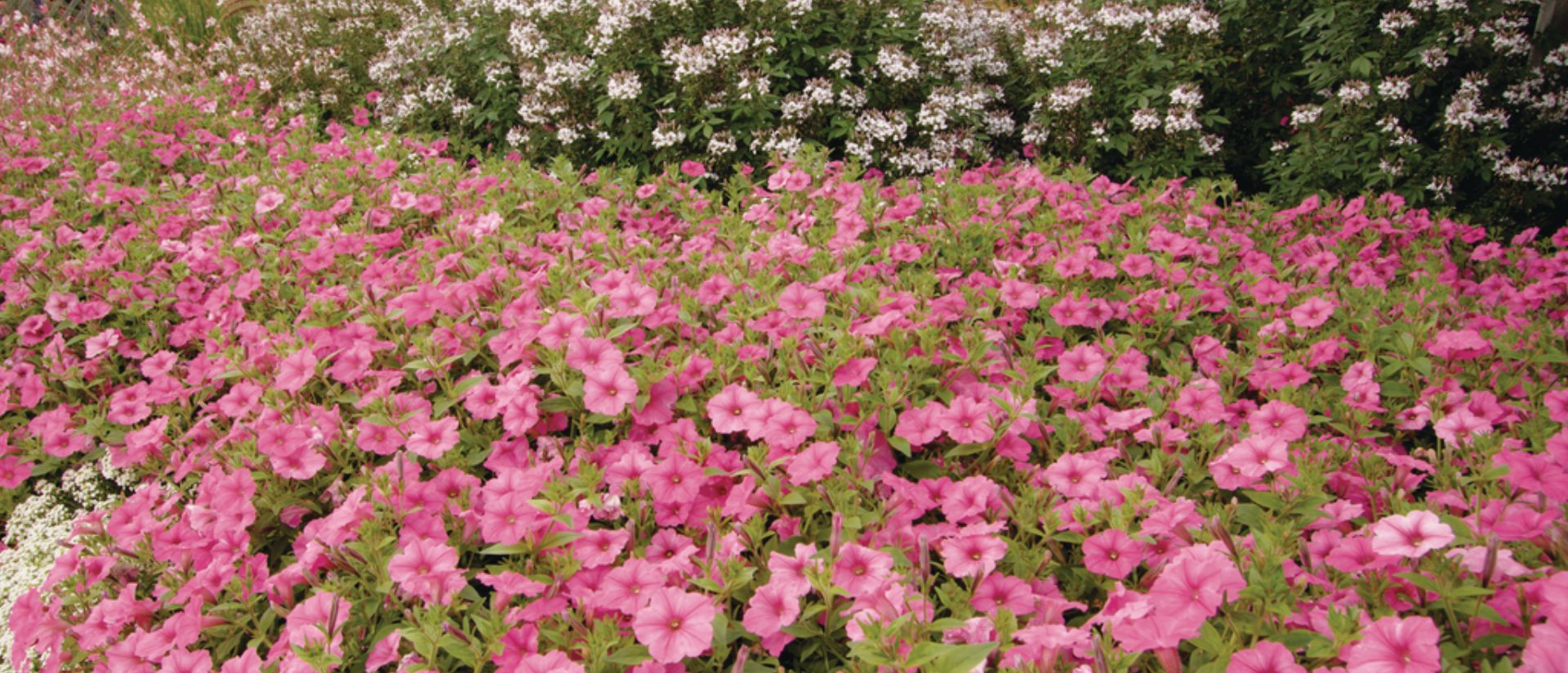Photo of Supertunia Vista® Bubblegum® II Petunia