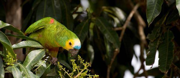 Amazon Parakeet