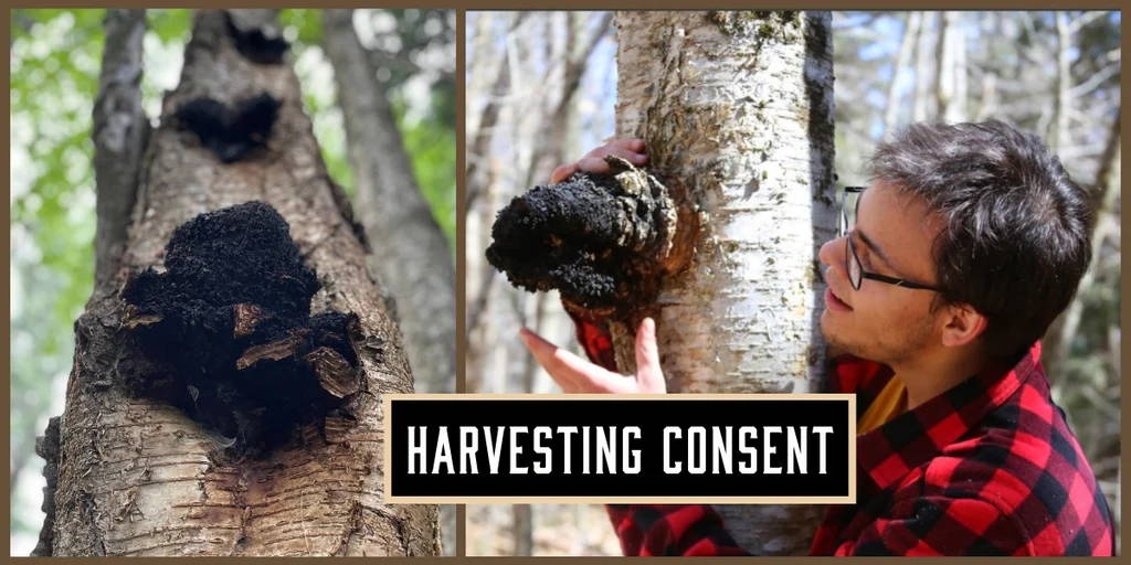 Harvesting Chaga Consent