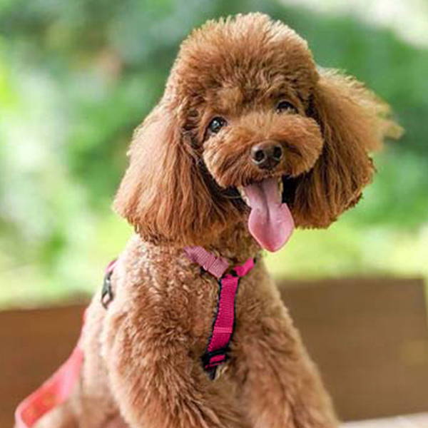 犬 ハーネス ペルロスヘーネス