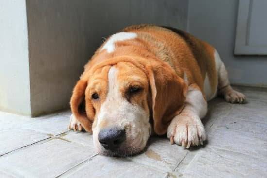 An overweight beagle lays on a tiled surface