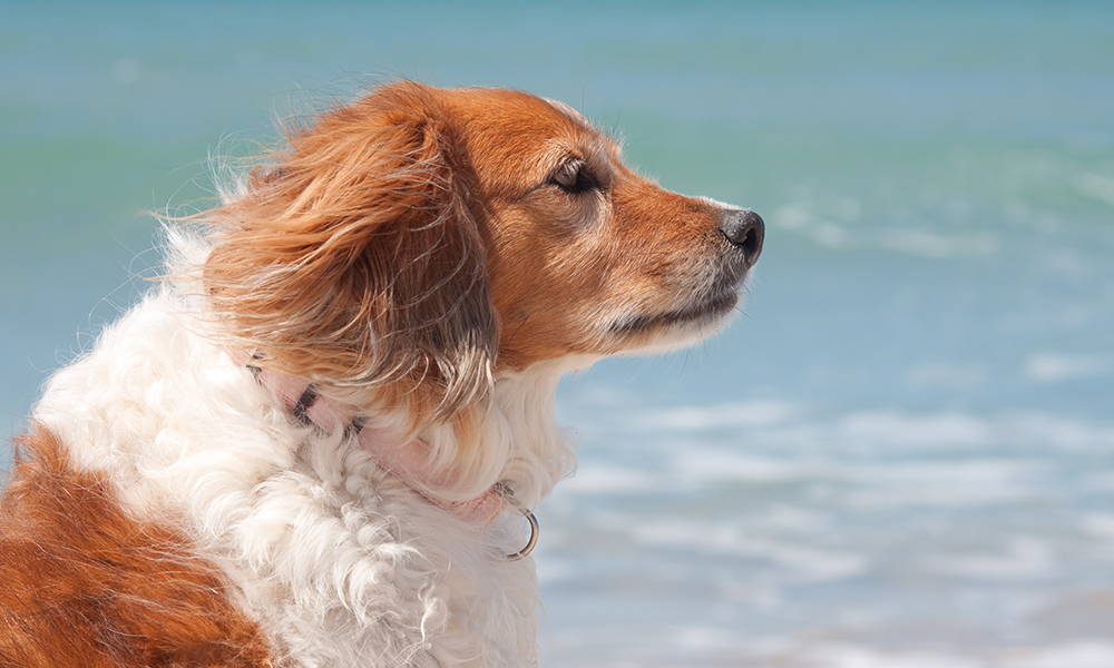 dog on the beach senior aging dog 