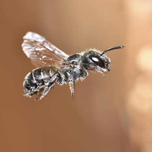 Flying mason bee