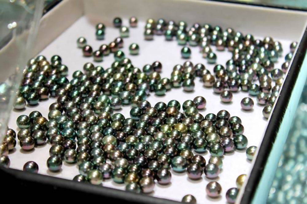 Tahitian Pearl Origins: Sorting Pearls at Auction