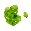 Ginkgo biloba