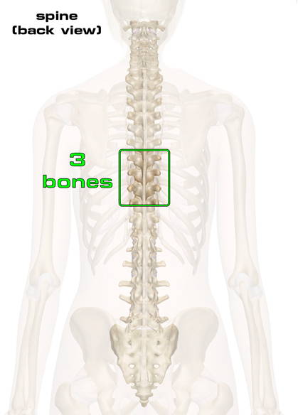 spine back view with 3 bones stacked