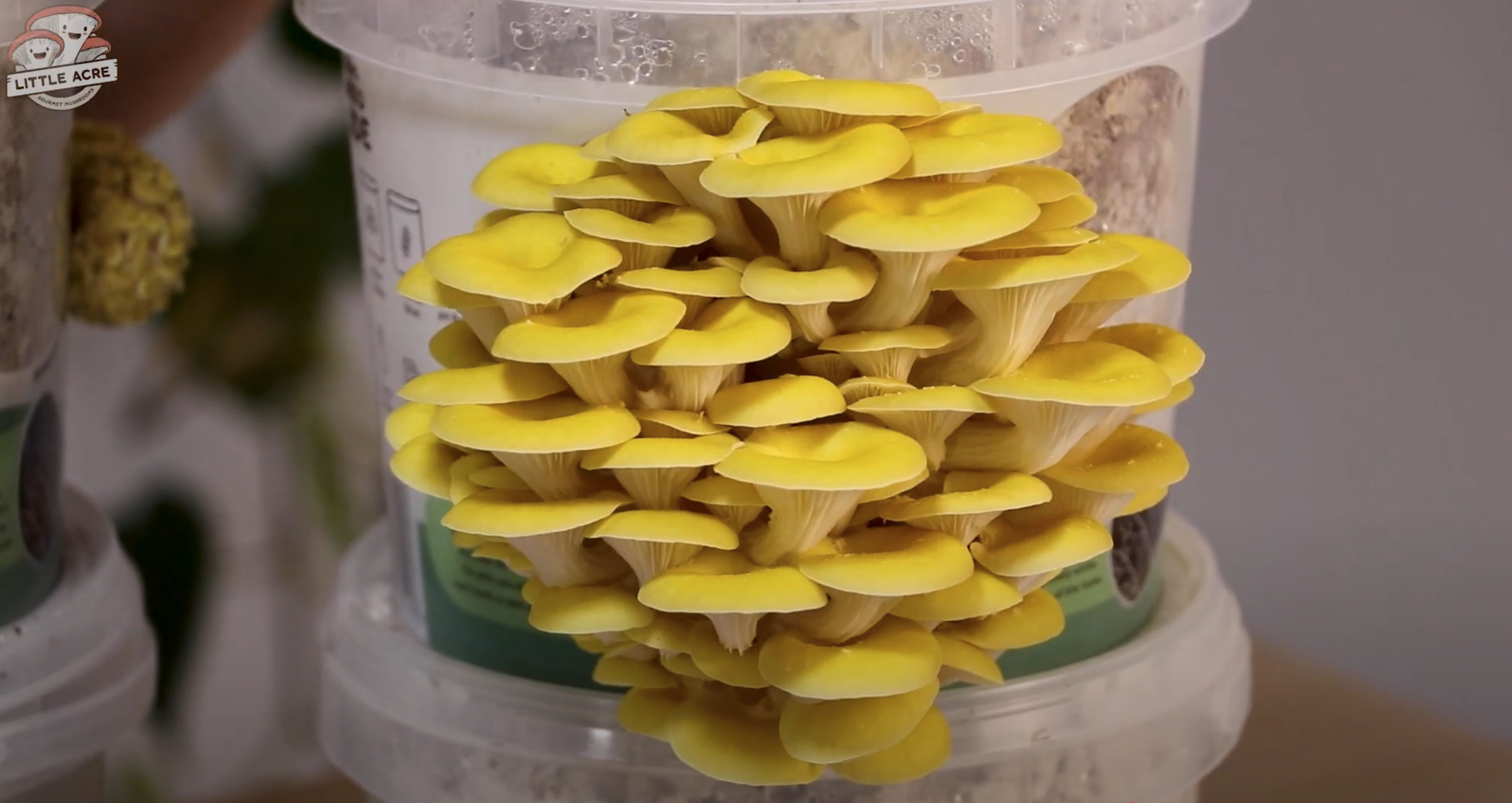 a bunch of gold oysters ready to harvest
