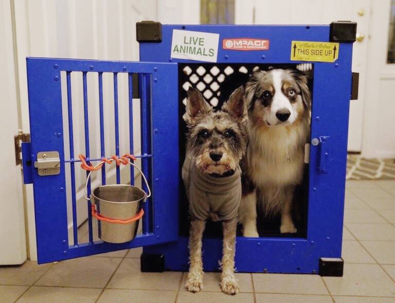 dog crate for flying