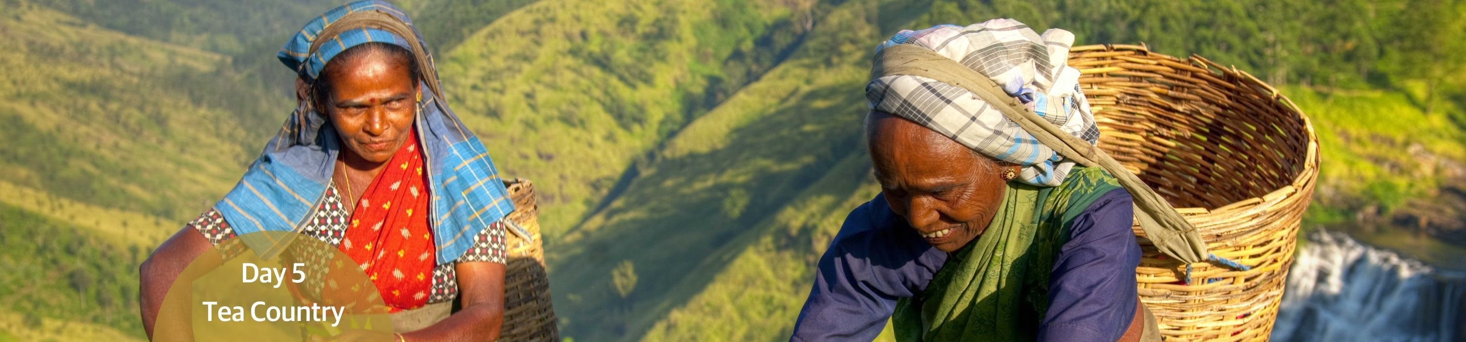 Picking Tea