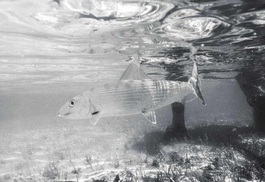 Black and white photo of a bonefish underwater