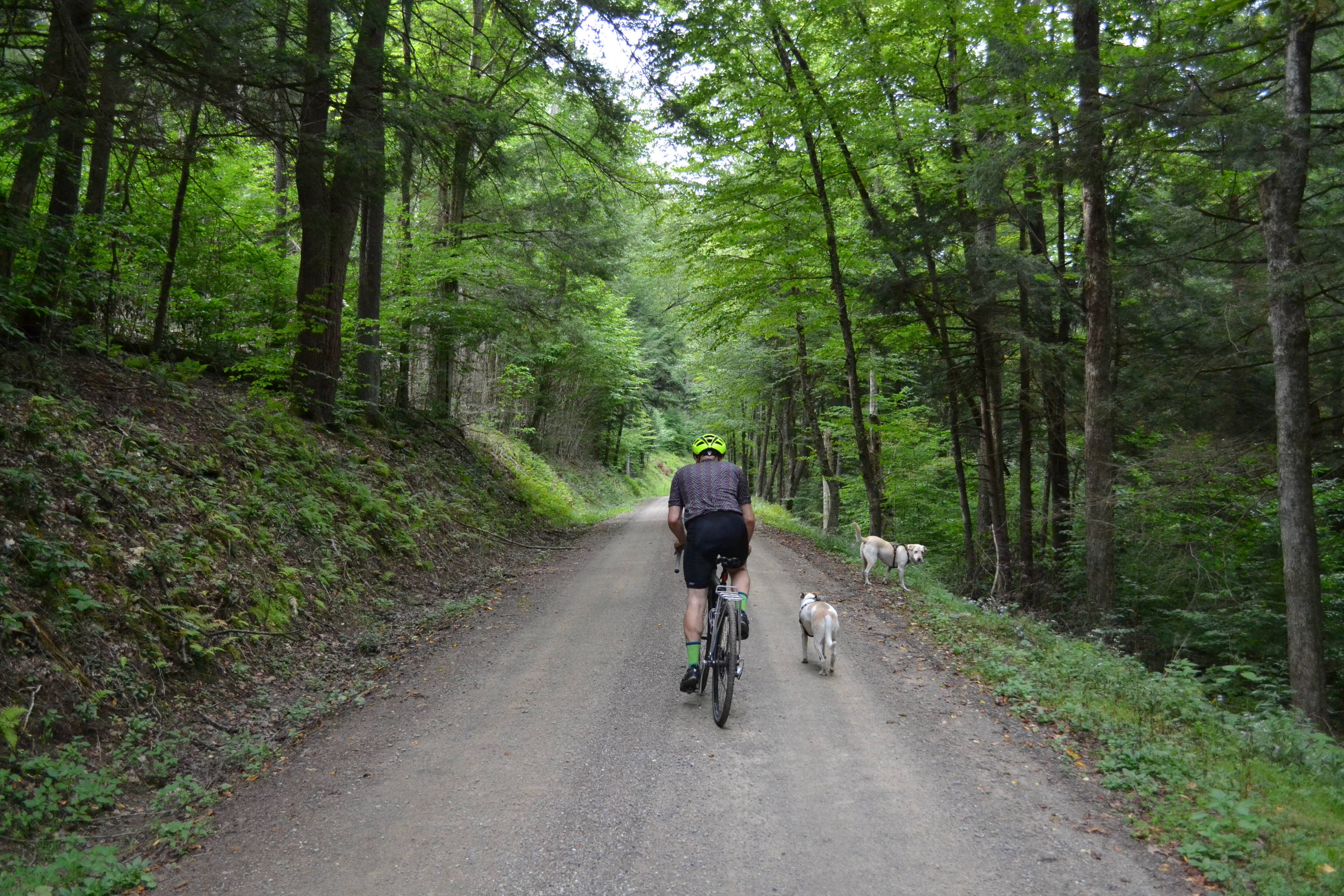 Gravel cycling with two dogs