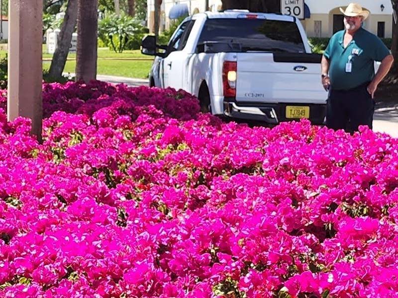 The stunning Bougainvillea beds of Pelican Bay
