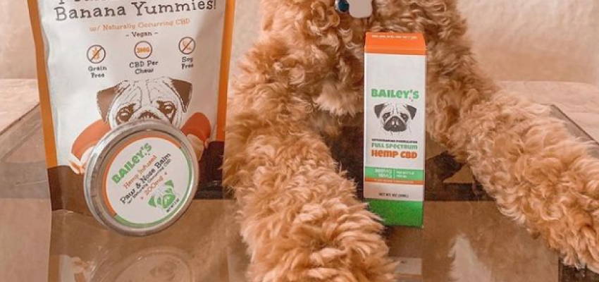 cbd for dogs