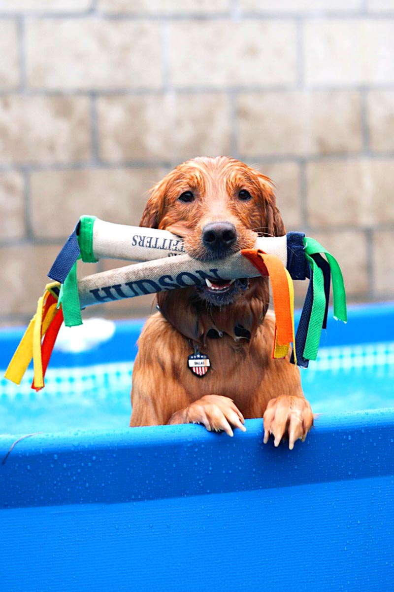 Retriever in pool with two bumpers in mouth