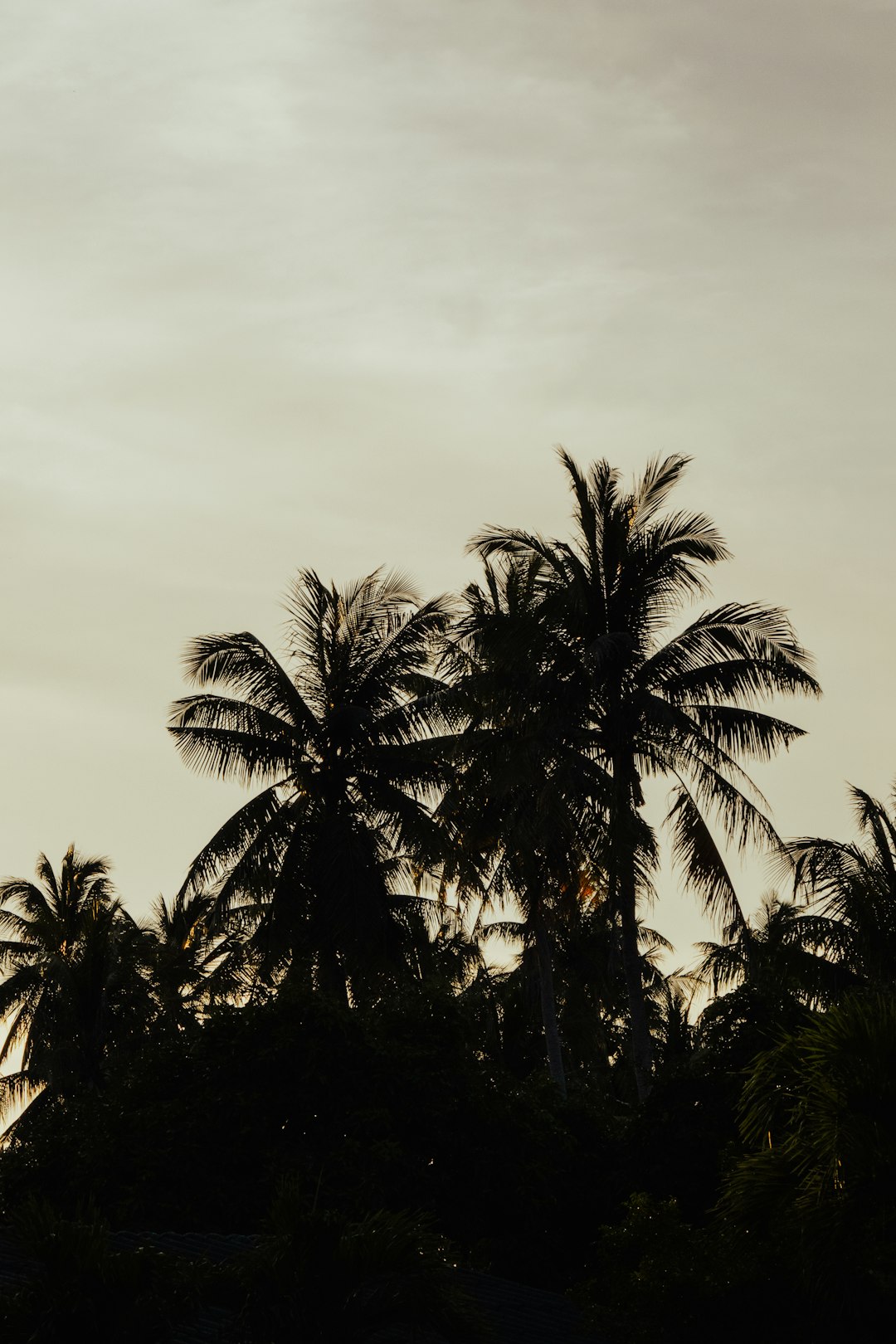 Palm trees in silhouette against an overcast sky at twilight