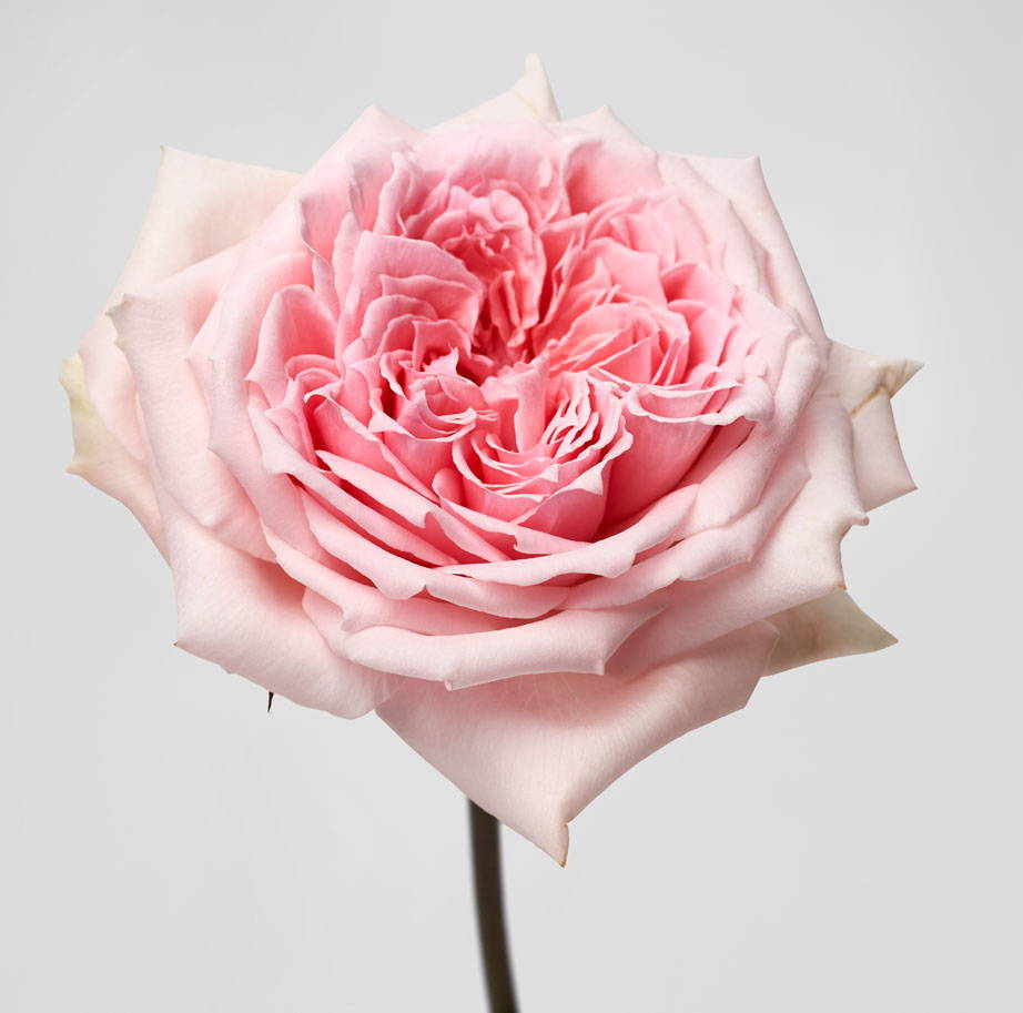 Princess Hitomi roses