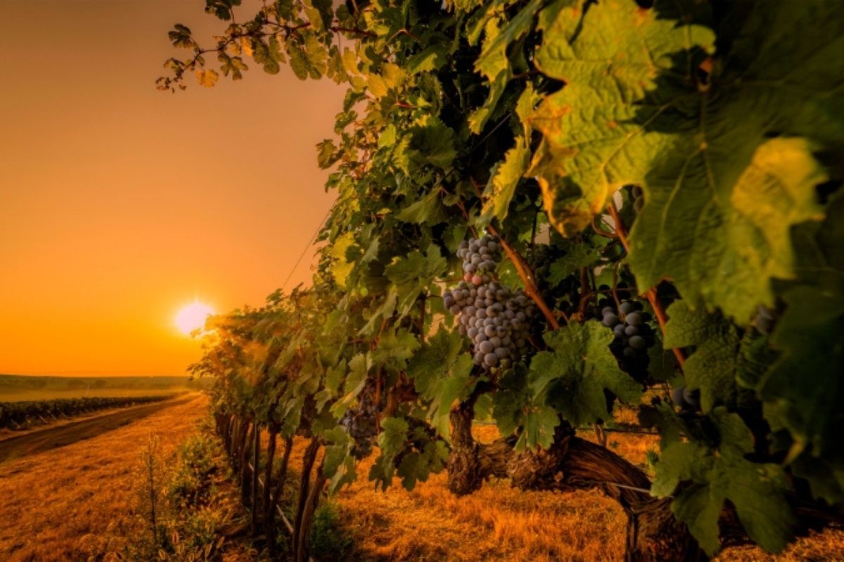 Grapevines with grapes at sunset, golden light illuminating the scene.