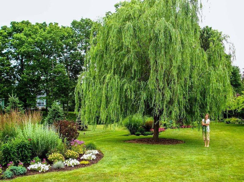 10 Best Trees for Shade