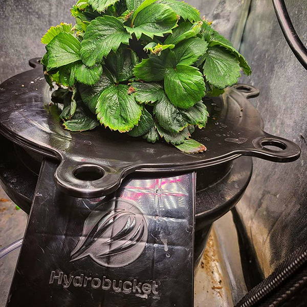 image of hydrobucket with plant