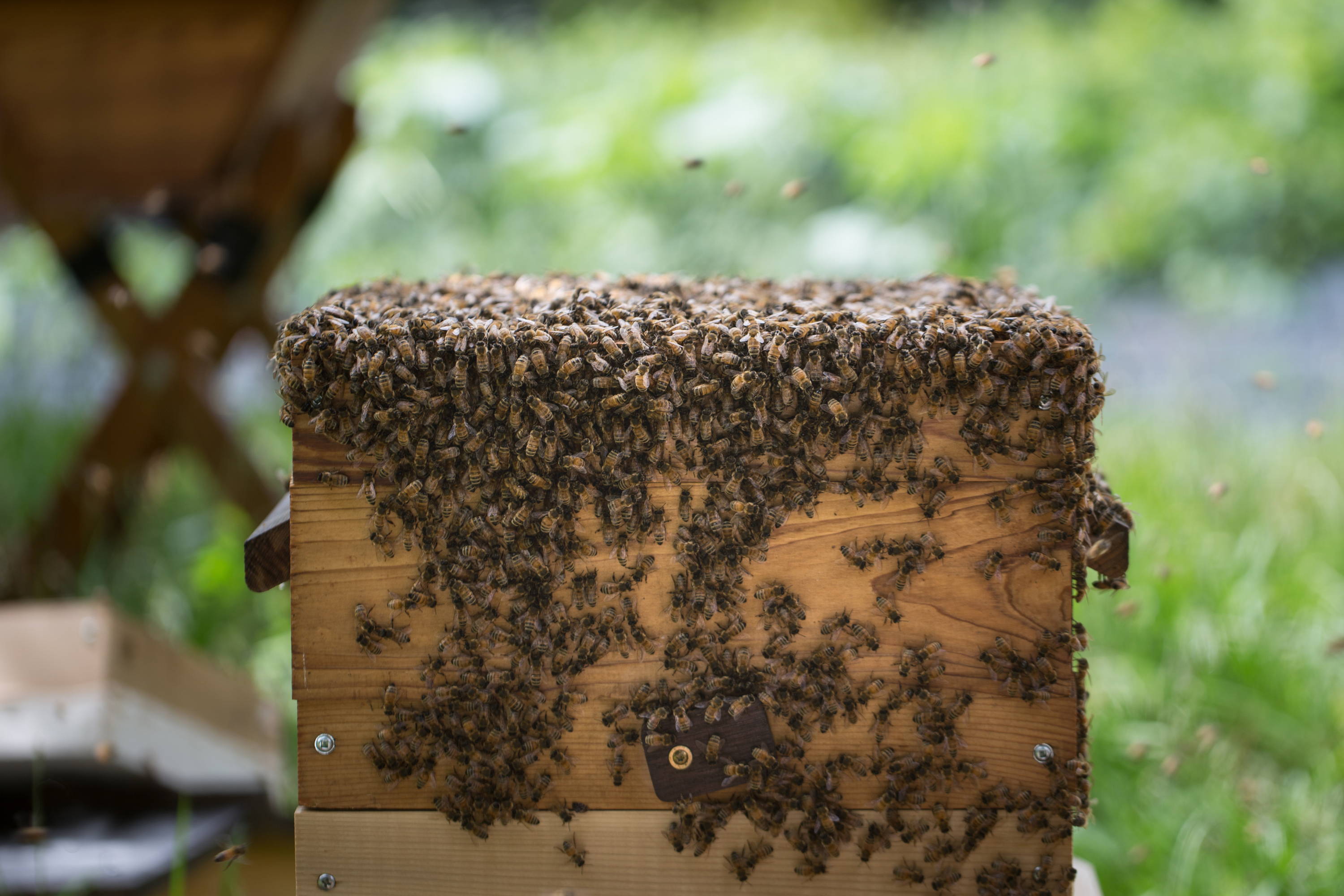 A warre hive box full of working bees