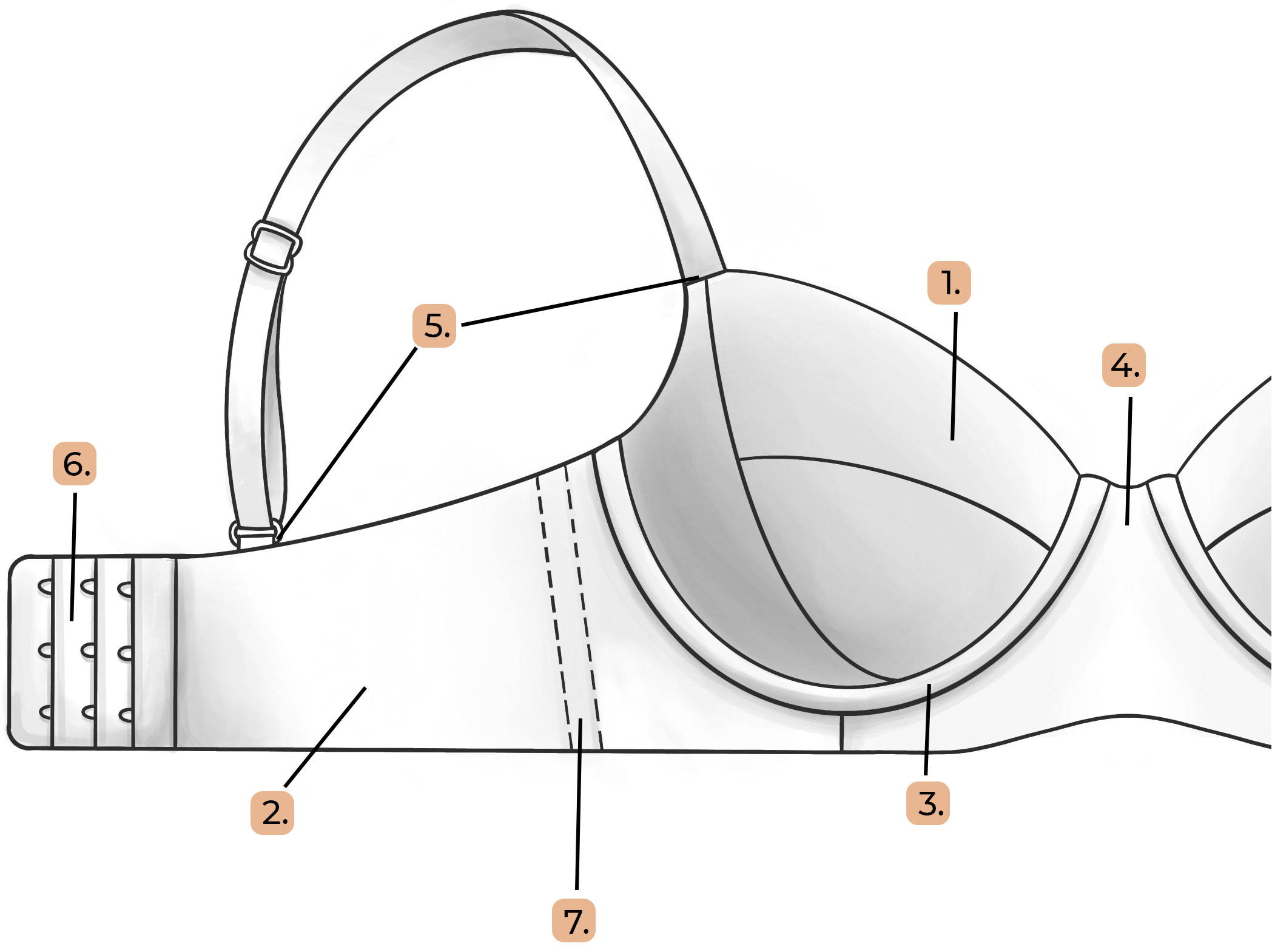An Image highlighting parts of a bra