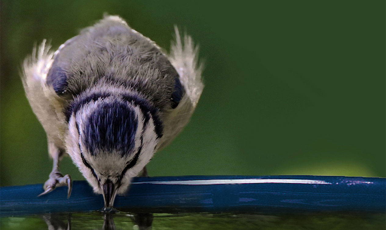 Blue tit drinking water out of bird bath