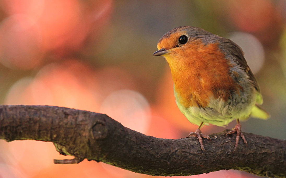 robin on tree branch